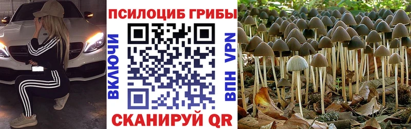 MEGA маркетплейс  хочу наркоту  Урус-Мартан  Галлюциногенные грибы GOLDEN TEACHER 